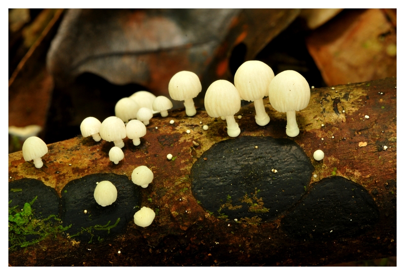 Champignons saprophages dans une forêts de Guyane Française (photo: T. Decaëns)