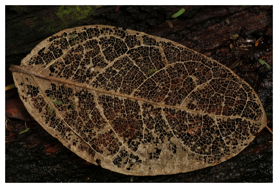 Feuille décomposée dans une forêt de Guyane Française (photo T. Decaëns)