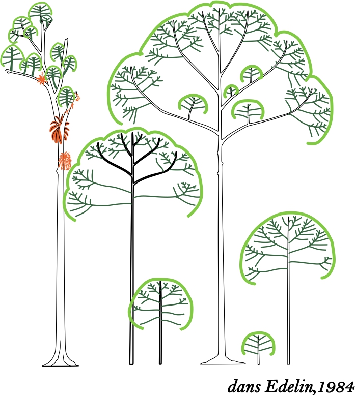 Schéma des étapes architecturales marquant la vie d'un arbre forestier (modifié de Edelin, 1984)